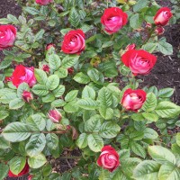 ローズパークには多種の薔薇が咲き乱れていました