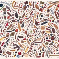 レイチェル・ペダー＝スミス《マメ科の種子を用いた作画》2004年、キュー王立植物園蔵