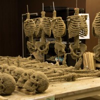 2月末に訪ねたモルタルマジックには、ずらりと骸骨模型が並んでいた