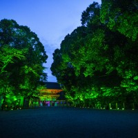 「呼応する木々、下鴨神社　糺の森」