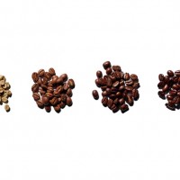コーヒー豆の焙煎 左から生豆、浅煎り、中煎り、深煎り