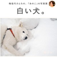 写真家の梅佳代が3年8カ月ぶりの最新作の写真展「梅佳代さんちの、『あのこ』の写真展 白い犬。」を開催