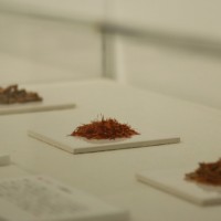 「赤の染料／顔料」展示