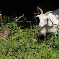 チャーミングなヤギは辺りの雑草を餌として食べてくれる「ブラウンズフィールド」の大切な仲間