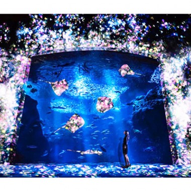 水族館で花咲き誇る…チームラボが江ノ島の夜を彩る「アクアリウム」開催