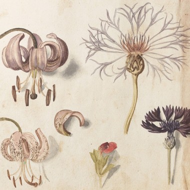 世界一ボタニカルアートを収集する植物園による「イングリッシュ・ガーデン 英国に集う花々」展開催