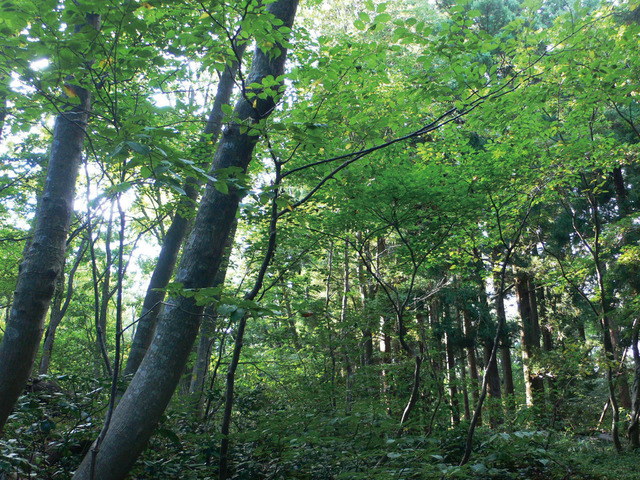 グリーンサンタ基金では、子どもたちへの森林環境教育を行う
