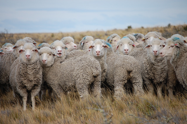パタゴニア地方で飼育される羊達からウールは採られる