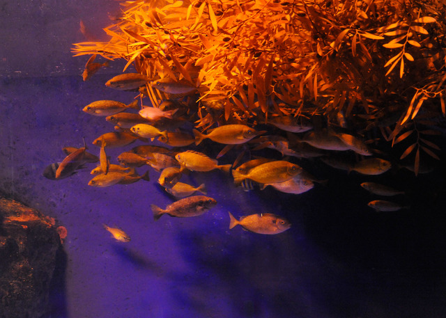 流れ藻に隠れて休む魚たち