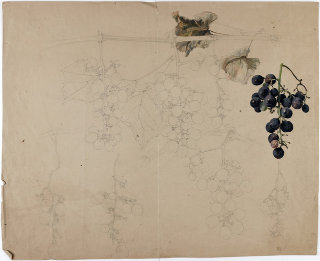 習作「葡萄の蔓」エミール・ガレ 1885-1920年 オルセー美術館