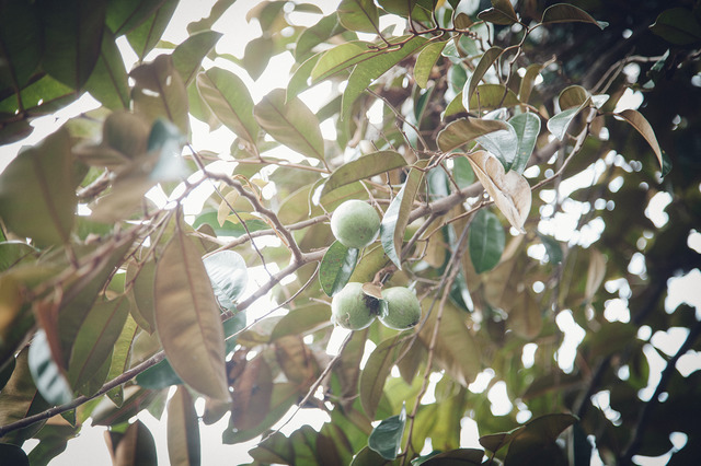 メキシコ原産の仙桃は、茹でた卵黄のような食感とまろっとした甘みをたたえた珍しい果物