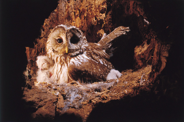 宮崎学《樹洞でヒナを守るメスのフクロウ》1984