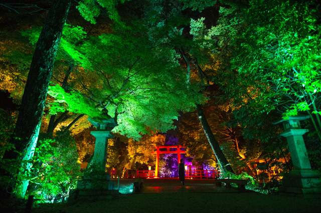 「呼応する木々、下鴨神社　糺の森」