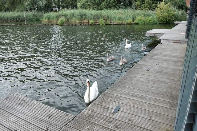 湖を泳ぐ野鳥がすぐそばに！