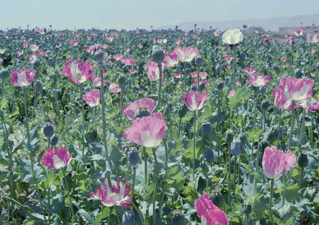 ロバート・ノース＆アントワネット・デ・ヨング 《ポピー：アフガン・ヘロインをたどって》2012年 Robert KNOTH & Antoinette DE JONG , Poppy : Trails of Afghan Heroin , 2012