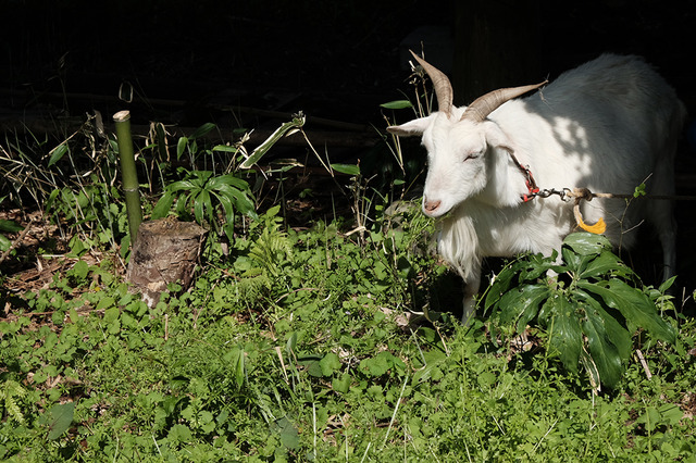 チャーミングなヤギは辺りの雑草を餌として食べてくれる「ブラウンズフィールド」の大切な仲間