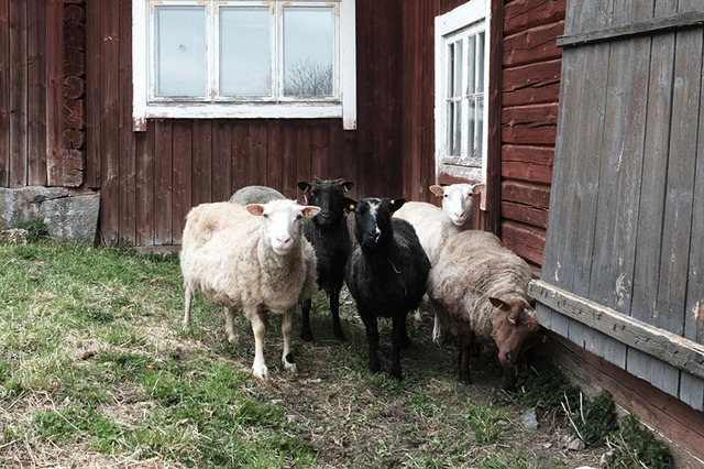 自宅兼オフィスのそばにあるミッシーファルミの羊小屋。5匹いるにはそれぞれ名前があります